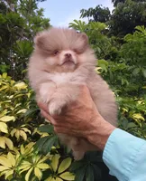 Teddy Bear  Chocolate  Merle, blue eyes, a male Pomeranian for sale in West Palm Beach, FL – 4 of 5