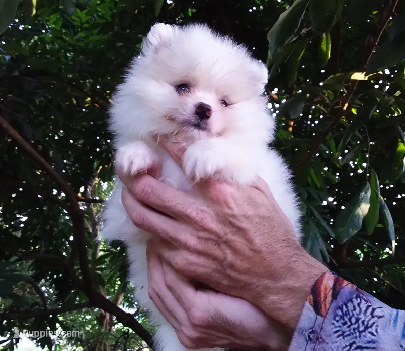 White Baby – Pomeranian puppy for sale in West Palm Beach, FL