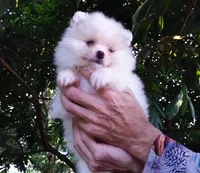 White Baby, a female Pomeranian for sale in West Palm Beach, FL – 1 of 9