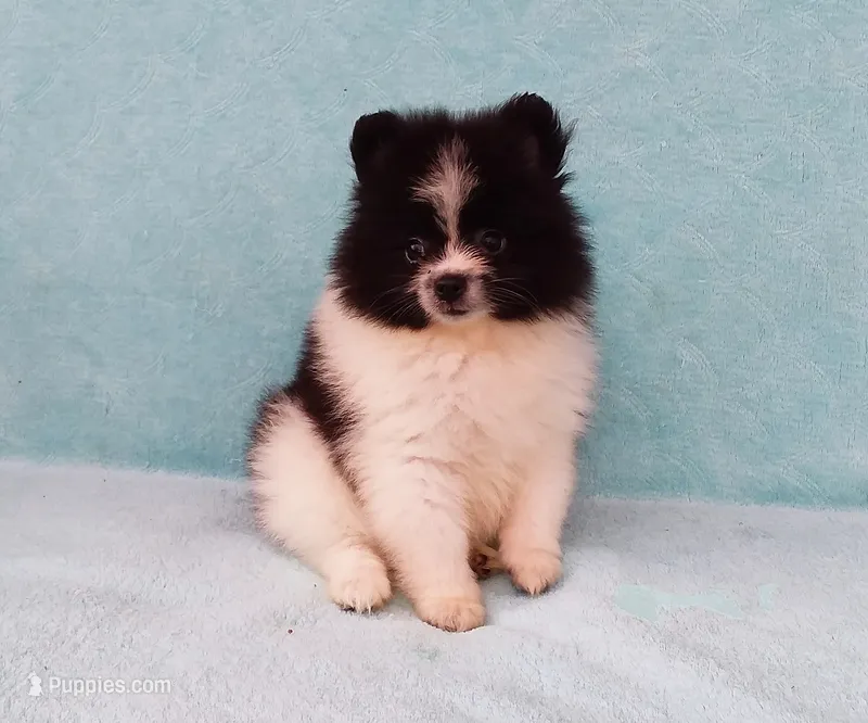 Panda – Pomeranian puppy for sale in West Palm Beach, FL