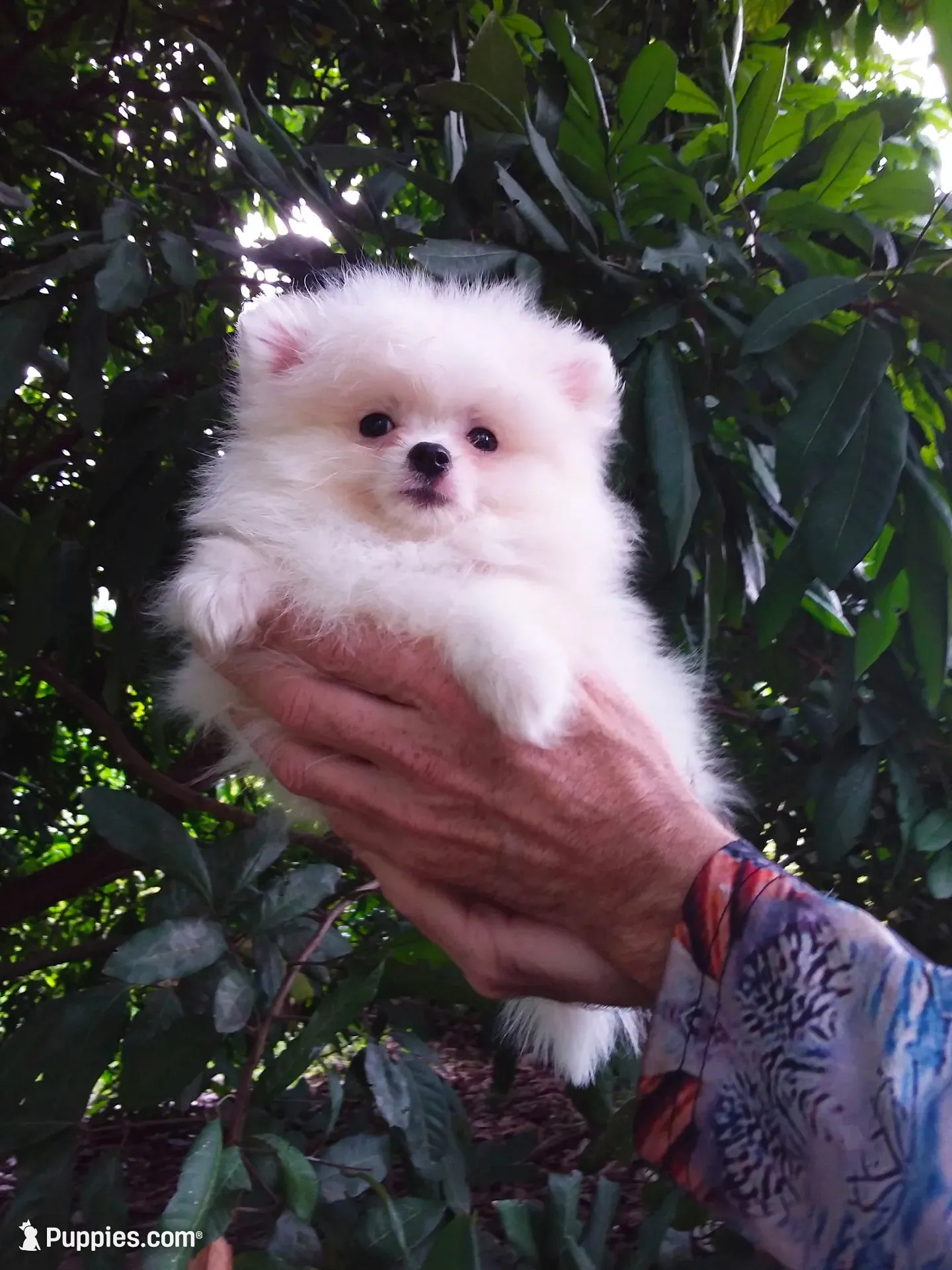 Snow White Baby, a female Pomeranian for sale in West Palm Beach, FL – 5 of 10
