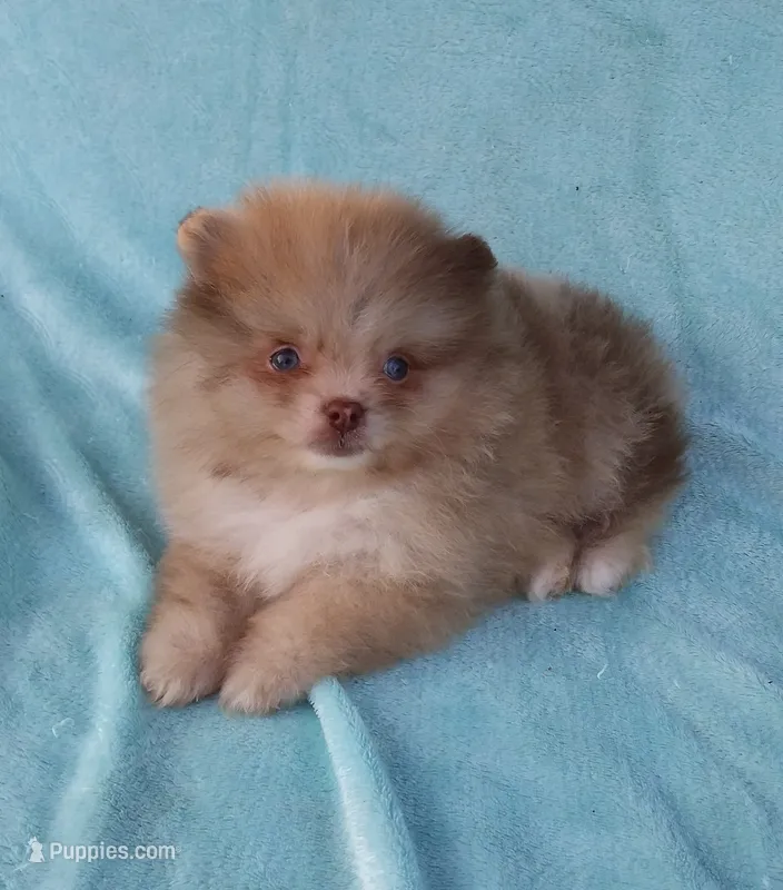 Teacup Chocolate   Merle, blue eyes – Pomeranian puppy for sale in West Palm Beach, FL