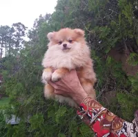 Apollon, a male Pomeranian for sale in West Palm Beach, FL – Photo 8 of 8