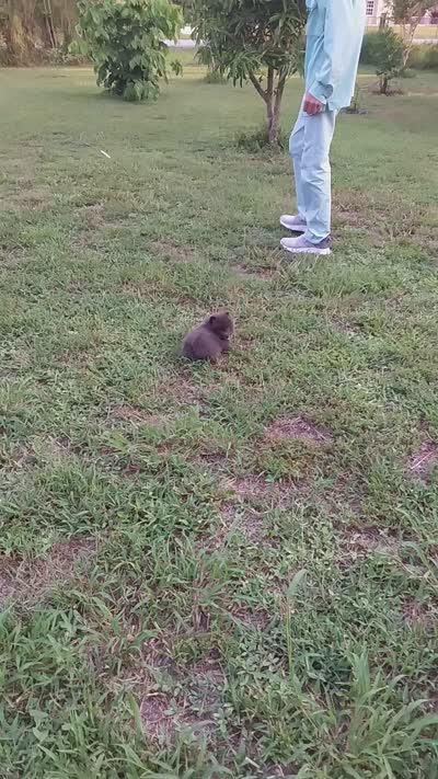 Blueberry, a male Pomeranian for sale in West Palm Beach, FL – 9 of 10