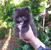 Sterling, a male Pomeranian for sale in West Palm Beach, FL – 2 of 9
