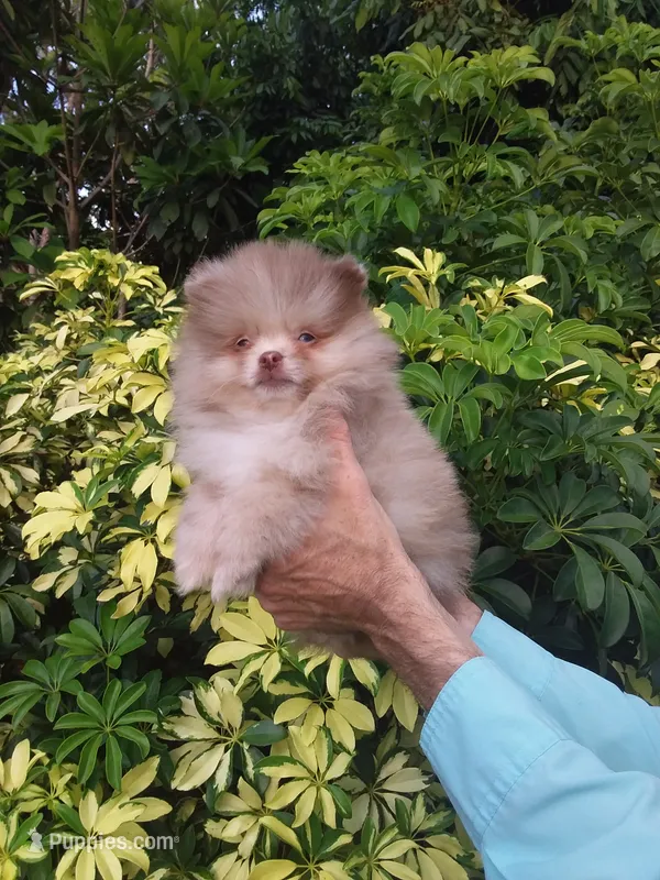 Exclusive Chocolate  Merle – Pomeranian puppy for sale in West Palm Beach, FL