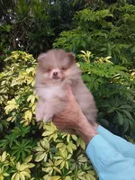 Exclusive Chocolate  Merle, a male Pomeranian for sale in West Palm Beach, FL – 1 of 10