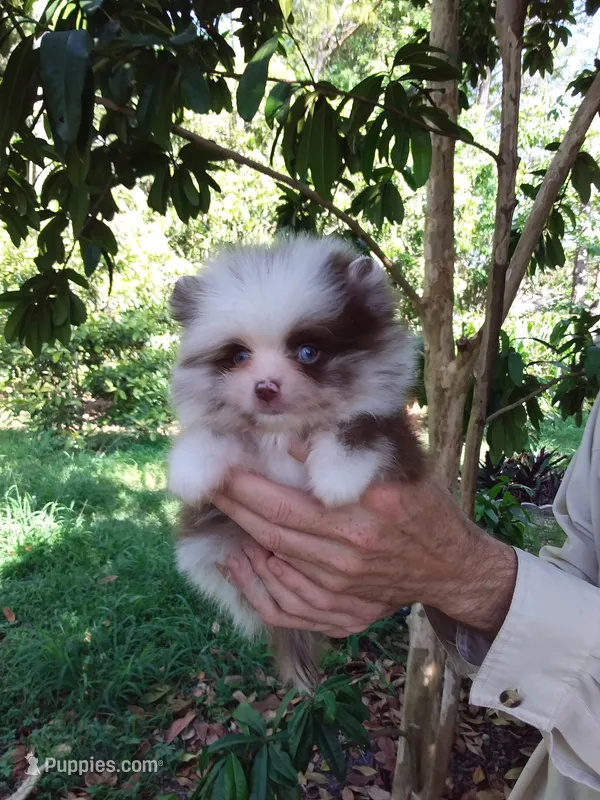 Panda – Pomeranian puppy for sale in West Palm Beach, FL