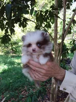 Panda, a male Pomeranian for sale in West Palm Beach, FL – 1 of 10