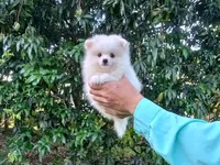 Ice  White, a female Pomeranian for sale in West Palm Beach, FL – Photo 5 of 7