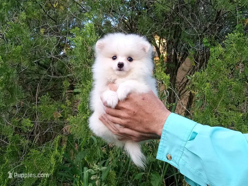 Ice  White – Pomeranian puppy for sale in West Palm Beach, FL