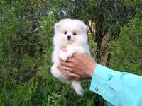 Ice  White, a female Pomeranian for sale in West Palm Beach, FL – Photo 1 of 7