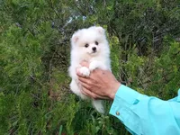 Ice  White, a female Pomeranian for sale in West Palm Beach, FL – Photo 2 of 7