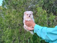 Ice  White, a female Pomeranian for sale in West Palm Beach, FL – Photo 3 of 7