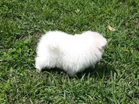 Ice  White, a female Pomeranian for sale in West Palm Beach, FL – Photo 6 of 7