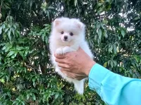 Ice  White, a female Pomeranian for sale in West Palm Beach, FL – Photo 4 of 7