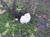 Ice  White, a female Pomeranian for sale in West Palm Beach, FL – Photo 7 of 7