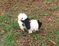 Baby, a female Pomeranian for sale in West Palm Beach, FL – 9 of 10