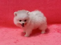Snow White, a female Pomeranian for sale in West Palm Beach, FL – 8 of 9
