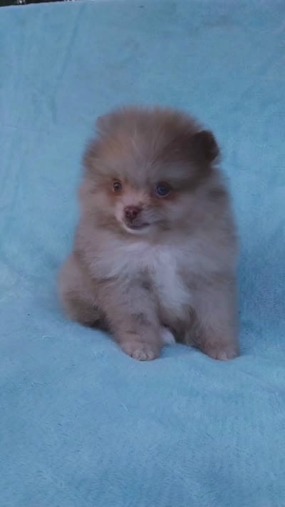 Teacup Chocolate   Merle, blue eyes, a male Pomeranian for sale in West Palm Beach, FL – 10 of 10