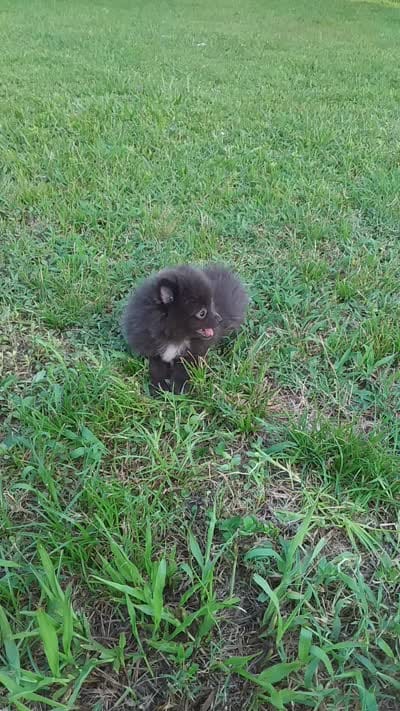 Sterling, a male Pomeranian for sale in West Palm Beach, FL – 9 of 9
