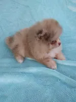 Teacup Merle, a  Pomeranian for sale in West Palm Beach, FL – 5 of 10