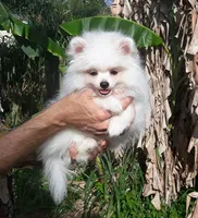 Snow white, a female Pomeranian for sale in West Palm Beach, FL – 3 of 7