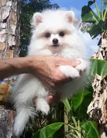 Snow white, a female Pomeranian for sale in West Palm Beach, FL – 4 of 7