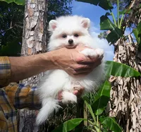 Snow white, a female Pomeranian for sale in West Palm Beach, FL – 2 of 7