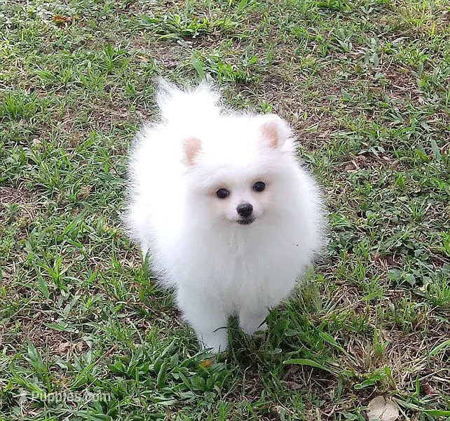 Snow white – Pomeranian puppy for sale in West Palm Beach, FL