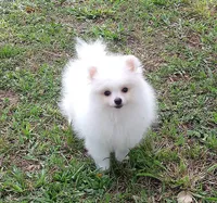 Snow white, a female Pomeranian for sale in West Palm Beach, FL – 1 of 7