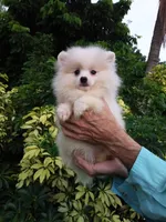 White Cloud, a female Pomeranian for sale in West Palm Beach, FL – 4 of 5