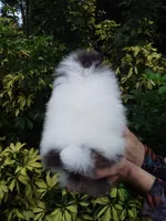 Teddy Bear, blue eyes, a male Pomeranian for sale in West Palm Beach, FL – 7 of 10