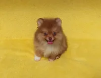 Snickers, a male Pomeranian for sale in West Palm Beach, FL – 7 of 8