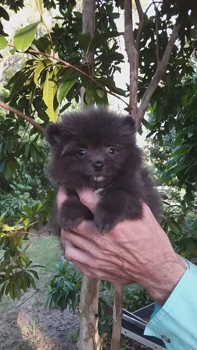 Blueberry, a male Pomeranian for sale in West Palm Beach, FL – 7 of 10