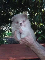 Exclusive Chocolate  Merle, blue eyes, a male Pomeranian for sale in West Palm Beach, FL – 5 of 10