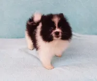 Tiny Teddy Bear, a male Pomeranian for sale in West Palm Beach, FL – 9 of 10