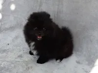 Black Bear, a male Pomeranian for sale in West Palm Beach, FL – 2 of 8