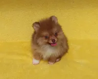 Snickers, a male Pomeranian for sale in West Palm Beach, FL – 8 of 8