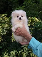 White Cloud, a female Pomeranian for sale in West Palm Beach, FL – 3 of 5