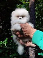 Plush White, a male Pomeranian for sale in West Palm Beach, FL – 7 of 9