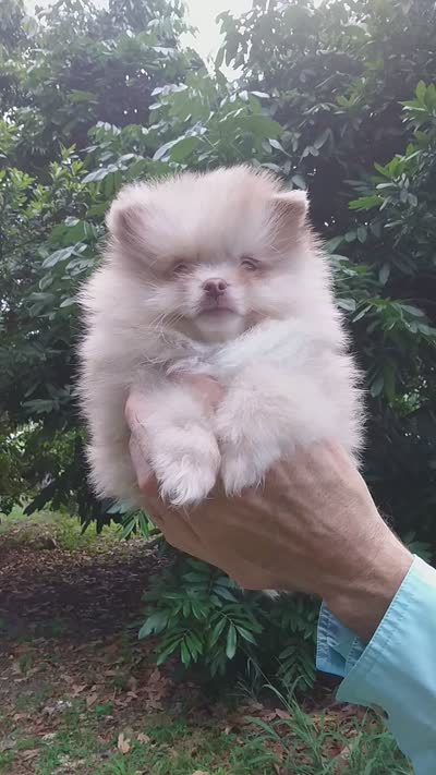 Toffee, a male Pomeranian for sale in West Palm Beach, FL – 8 of 10