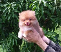 Tiny Chocolate Sable Snickers, a male Pomeranian for sale in West Palm Beach, FL – 10 of 10