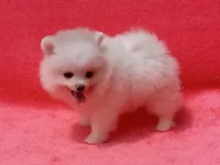Snow White, a female Pomeranian for sale in West Palm Beach, FL – 3 of 9