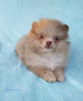 Tiny rare Chocolate Merle, a male Pomeranian for sale in West Palm Beach, FL – 7 of 10