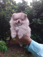 Toffee, a male Pomeranian for sale in West Palm Beach, FL – 4 of 10