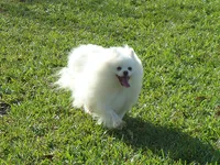White Teddy Bear Baby, a female Pomeranian for sale in West Palm Beach, FL – 7 of 7