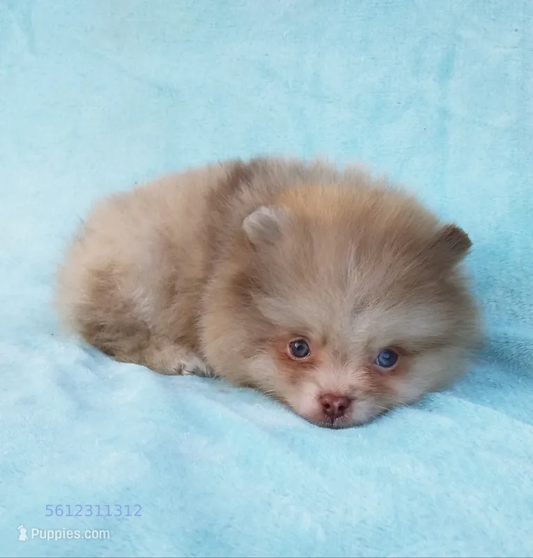 Tiny rare Chocolate Merle, blue eyes – Pomeranian puppy for sale in West Palm Beach, FL