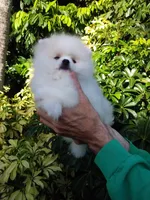 Show White Teddy Bear, a male Pomeranian for sale in West Palm Beach, FL – 8 of 10
