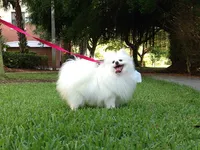 White Teddy Bear Baby, a female Pomeranian for sale in West Palm Beach, FL – 5 of 7